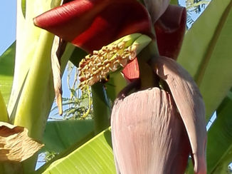 Thailand - Bananenkam