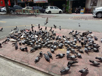 Kota Kinabalu - Het is net Amsterdam