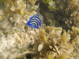 Filipijnen - Onder water