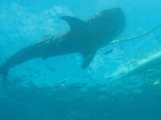 Filipijnen - Whalesharks