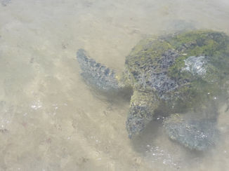 Sri Lanka - Hikkaduwa