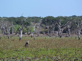 Tissamaharama - Zomaar ergens langs de weg.