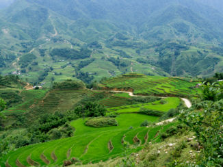 Sapa - De rijstvelden