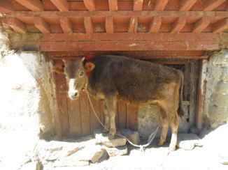 Tibet - Ieder huis zijn eigen koe.