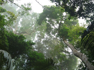 Khao Sok National Park - Khao sok
