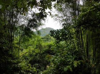 Thailand - soms kun je de lucht zien in het oerwoud