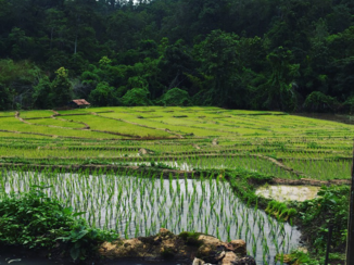 Thailand - Rijstveld Pai