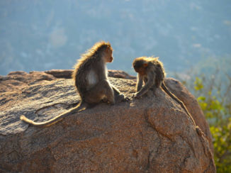 Hampi - Aapjes bij Anjana Matha Temple
