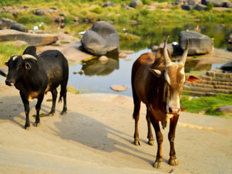 Hampi - Koeien langs de rivier