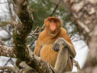 Maleisië - Neusaap in Borneo Bake NP