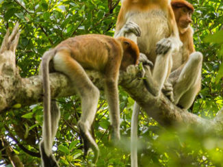 Maleisië - Neusapen