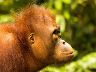 Maleisië - Sem, kwam een kijkje dichterbij nemen. Sepilok Oerang Oetang Sanctuary