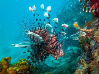 Maleisië - Onderwaterwereld Lankayan