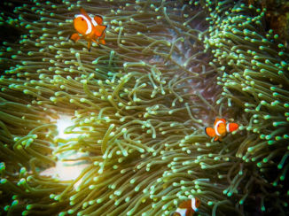 Maleisië - Onderwaterwereld Lankayan
