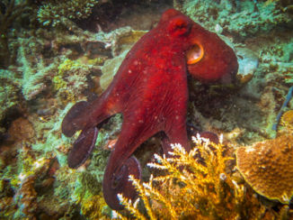 Maleisië - Onderwaterwereld Lankayan