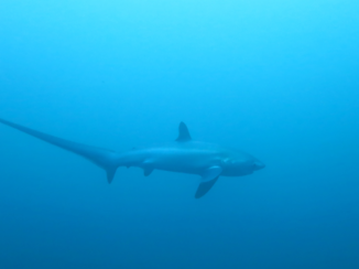 Malapascua Island - Thresher Shark