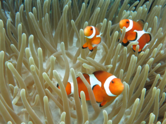 Malapascua Island - Nemo!