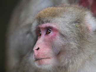 Japan - Snow monkey