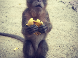 Rondreis Thailand in twee weken