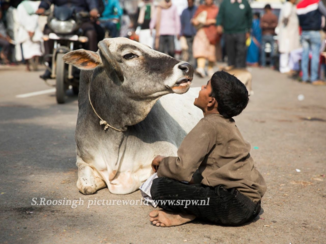 India - Talking with a cow