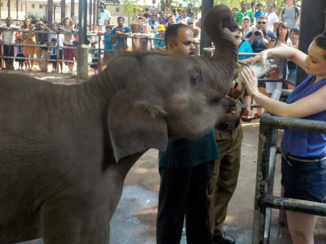 Sri Lanka - Pinnawalla