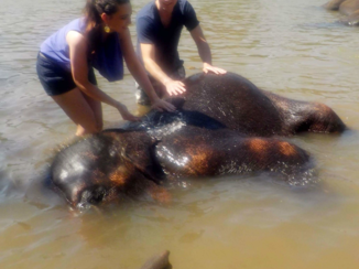 Sri Lanka - Pinnawalla