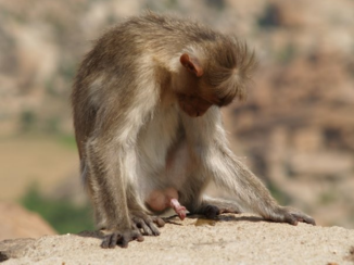 Goa - Happy New Year little man
