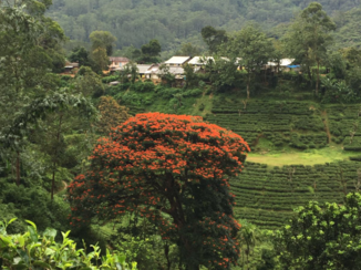 Sri Lanka - Prachtige landschappen