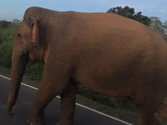 Sri Lanka - Overstekende olifant