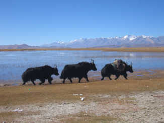 Tibet - yak....boter...vlees....yak yak yak
