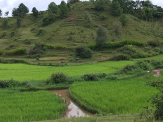 Myanmar - Sawa omgeving Kalaw