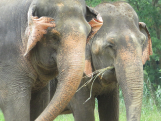 Thailand - Elephant Hills