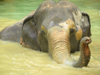 Thailand - Elephant Hills
