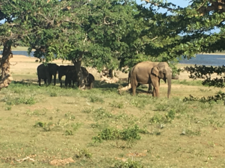 Sri Lanka - Safari