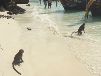 Rondreis Thailand in vier weken - Monkey beach