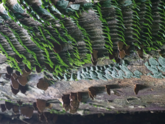 Rondreis door Maleisisch Borneo