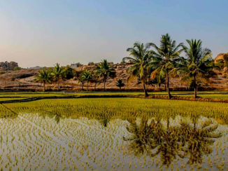 India - ricefields