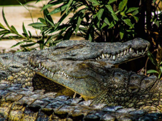 India - Croco love