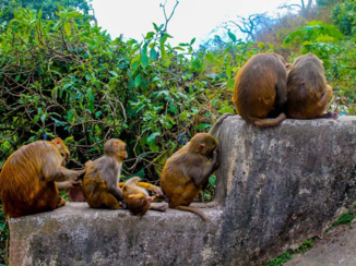 India - monkey Life