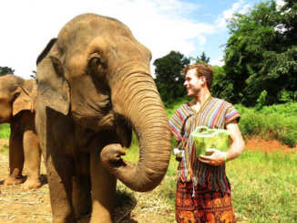 Chiang Mai - Olifanten