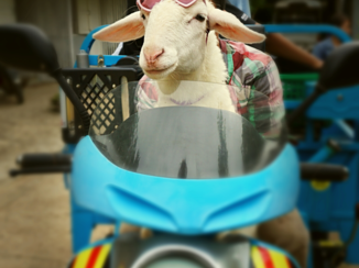 Thailand - No comment