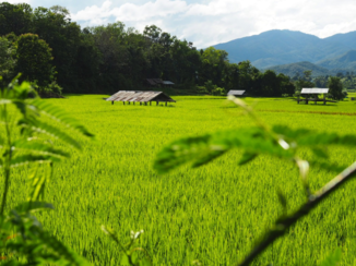 Chiang Mai - Rijstvelden