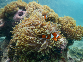 Thailand - Heerlijk snorkelen