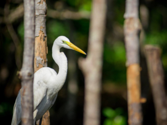 Sri Lanka - Inside the mangrove