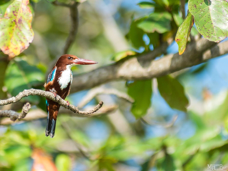 Sri Lanka - Kingfisher (like the beer :) )