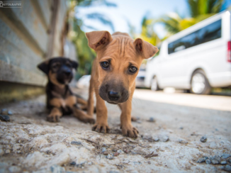Sri Lanka - Puppy in Mirissa