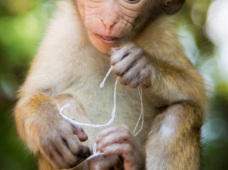Sri Lanka - Sweet monkey in Dambulla