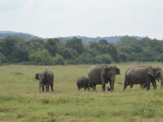 Sigiriya - safari