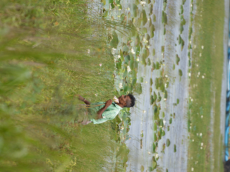 Sigiriya - waterlelies