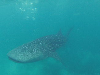 Palawan - Whale shark